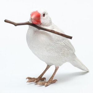 BIRDIE BILL WHITE JAVA SPARROW@io[fB r j yASz