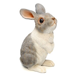 PET BANK RABBIT STAND@iybg oN rbg X^hj yASz