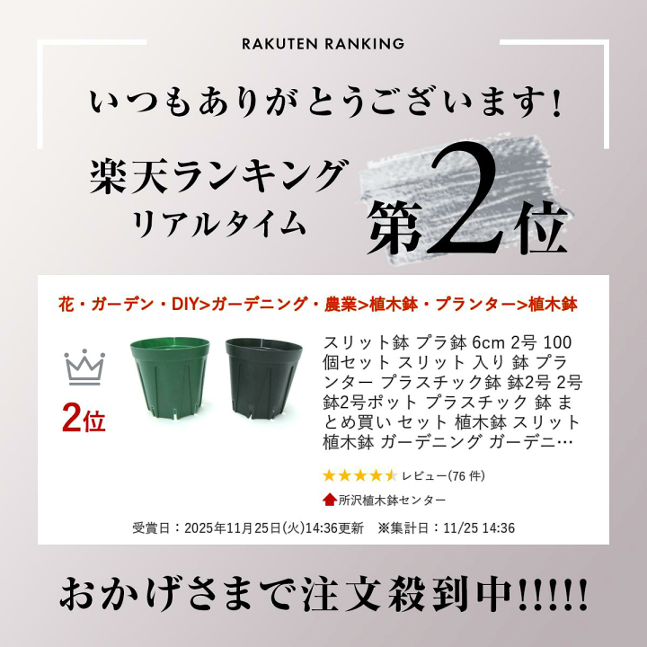 楽天市場】スリット鉢 プラ鉢 6cm 2号 100個セット スリット 入り 鉢