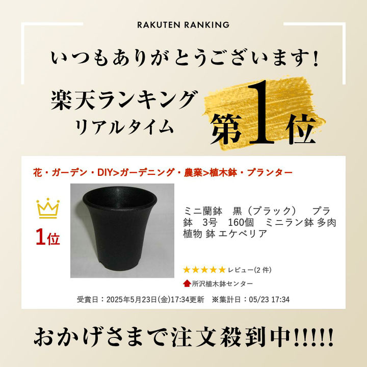 楽天市場】ミニ蘭鉢 黒（ブラック） プラ鉢 3号 160個 ミニラン鉢 多肉