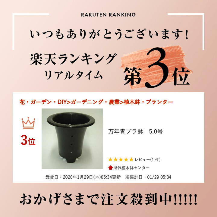 楽天市場】万年青プラ鉢 5.0号 : 所沢植木鉢センター