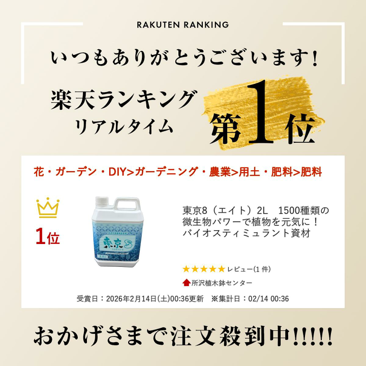 【良形新鮮株！】【R8/8/28入荷分④】パキプス ※限定5株 楽天市場】東京8（エイト）2L 1500種類の微生物パワーで植物を元気に