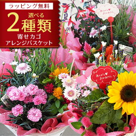 花 母の日プレゼント カーネーション ミックス 寄せ植え プレゼント 母の日 ギフト 贈り物 フラワーアレンジメント バスケット付き 寄植え フラワーギフト 香りが選べるハーブ ラベンダーまたはローズマリー カーネーション リーガースベコニア 2026年