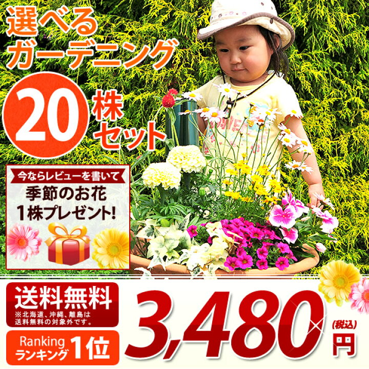 楽天市場 花苗 選べる花ガーデニング 福袋 季節の花苗セット 春の花 母の日 ギフト 福袋 花壇 花 送料無料 花 お母さん 誕生日プレゼント 花 贈り物 苗物 大苗 寄せ植え 宿根草 多年草 一年草 花 フラワー 庭 手入れ 店舗花壇 秋冬の苗セット 母の日 花 ガーデニング