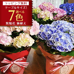 z Iׂ7   ̓ e[u AWTC bsOt RbgLfB xxbgr[eB {[Vu[ LfBn[g R[[t f