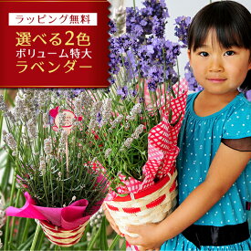 ラベンダー 5号サイズ 鉢花 鉢植え 母の日プレゼント ボリューム特大ラベンダー 送料無料 素敵な香りとブルーに染まる ラッピング リボン 花 母の日ギフト ハーブ 母の日 2026年