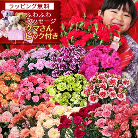 母の日 カーネーション 5号鉢 赤 クマのぬいぐるみピック付き レッド ピンク さくらもなか オレンジ パープル イエローなど鉢植え 母の日ピック 選べる16色 母の日 ギフト プレゼント 母 5号サイズ 送料無料 鉢花カーネーション 花 2026年