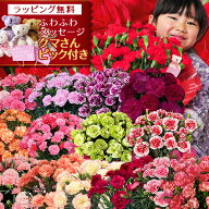 早割 母の日 カーネーション 5号鉢 赤 クマのぬいぐるみピック付き レッド ピンク さくらもなか オレンジ…