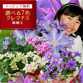 選べる クレマチス 5号サイズ 鉢植え 母の日 プレゼント 特大ボリューム満点 送料無料 鉢花 母の日ギフトフラワー 花 鉢植え ギフト母の日 送料込 母の日 2025年
