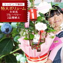 実付き ブルーベリー 鉢植え 母の日プレゼント 特大ボリューム満点 送料無料 大実系ブルーベリー 2品種植え 2種類で毎…