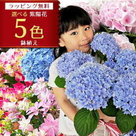 あじさい アジサイ 8色から選べる 紫陽花 母の日プレゼント 5号サイズ 鉢植え ハイドランジア プレゼント レッド ピンク パープル ブルー ホワイト 特大ボリューム満点 送料無料 鉢花 母の日ギフトフラワー 花 鉢植え 母の日 2026年