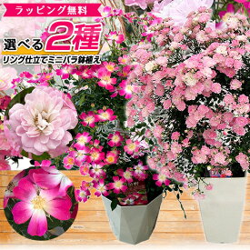 2種から選べる 薔薇 リング仕立て ツル ミニバラ 鉢植え 母の日 プレゼント 特大ボリューム満点 送料無料 鉢花 母の日ギフトフラワー 花 ギフト 母の日 2024年