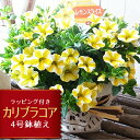 母の日 カリブラコア レモンスライス 4号サイズ 鉢植え ラッピング付き 一部地域 送料無料 鉢花 母の日プレゼント 2025年