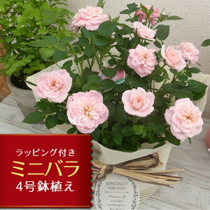 母の日 ミニバラ ミスピーチ姫 4号サイズ 鉢植え ラッピング付き 一部地域 送料無料 鉢花 母の日プレゼント 2026年