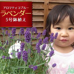 ̓v[g x_[ A}eBRu[5A Mtg v[g  n[u ǂvňĈՂi ̔  