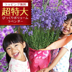 ラベンダー 10号サイズ 鉢花 鉢植え 母の日プレゼント 超ボリューム特大ラベンダー 送料無料 お母さんもビックリ 高さ70cmセンチ 花 母の日ギフト ハーブ 母の日 2026年