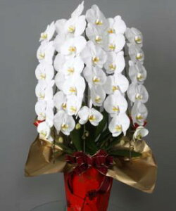 Ӓ@3{@yzyԋzyMtgzyo[Xf[z