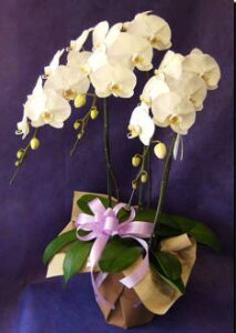 Ӓ@3{@yzyԋzyMtgzyo[Xf[z