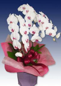 Ӓ@3{@gyzyԋzyMtgzyo[Xf[z