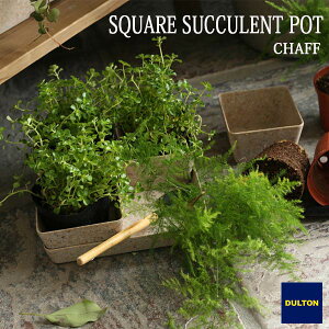BOTANY SQUARE SUCCULENT POT {^j[ XNGA TLg |bg Aؔ RR _g DULTON