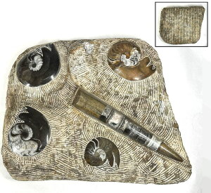 yzAiCg pL ^ ΐi 8kg D Ðf{I (35疜NO)RHgY ވЗʉ_ʔ