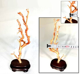 【送料無料】天然深海赤珊瑚 サンゴ 枝珊瑚 置物天然未着色 唐木台座ジュエリー 宝石 原木 オブジェ入手困難 骨董 (旧家蔵出し)威龍彩雲通販