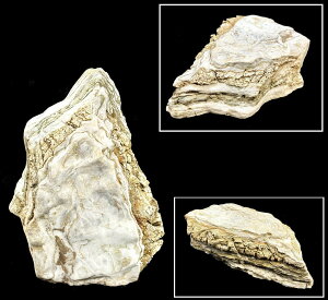 yzӏܐ  _ u14.6kg Nۏ ϏܗpH  VR RΌ  IuWF(Ƒo) Зʉ_