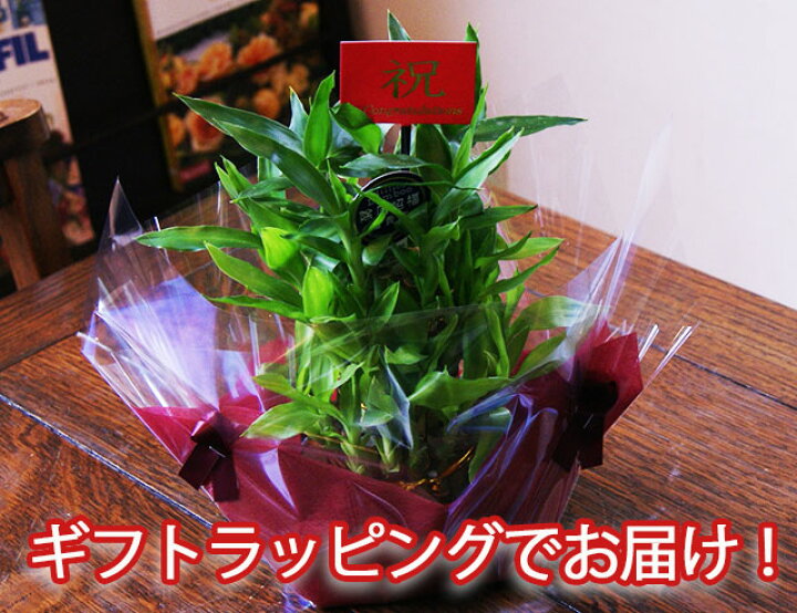 楽天市場 観葉植物 ミリオンバンブー 小 ミリオンバンブー 3段積 送料無料 開運竹 お彼岸 富貴竹 水耕栽培 ミニ ハイドロカルチャー サンデリーナ 誕生日 開店 厄除け 敬老の日 結婚記念日 風水 竹 シュロチク ポイント消化 100円 300円 500円 花ギフト 山形産
