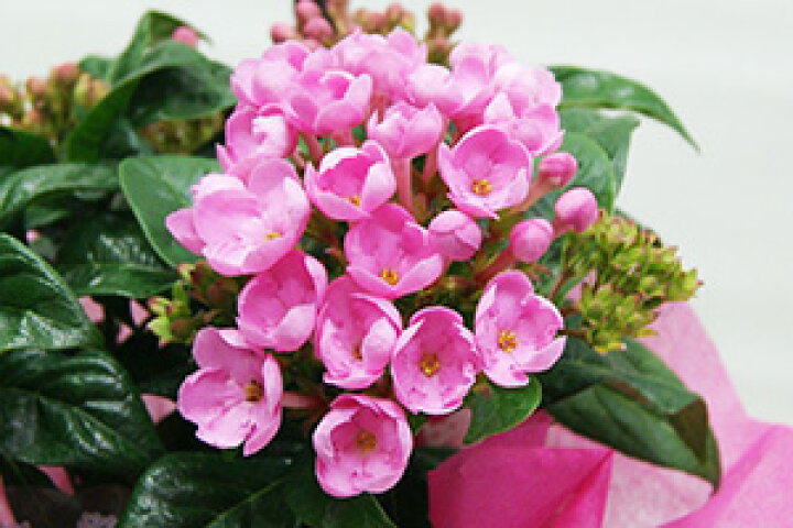 楽天市場 ルクリア 5寸 5号 花 送料無料 アッサム ニオイザクラ ルクリア 匂い桜 籠入り 敬老の日 お彼岸 誕生日 結婚記念日 クリスマス スイートルビー 花ギフト ポイント消化 100円 300円 500円 花ギフト 山形産果物野菜 花樹有