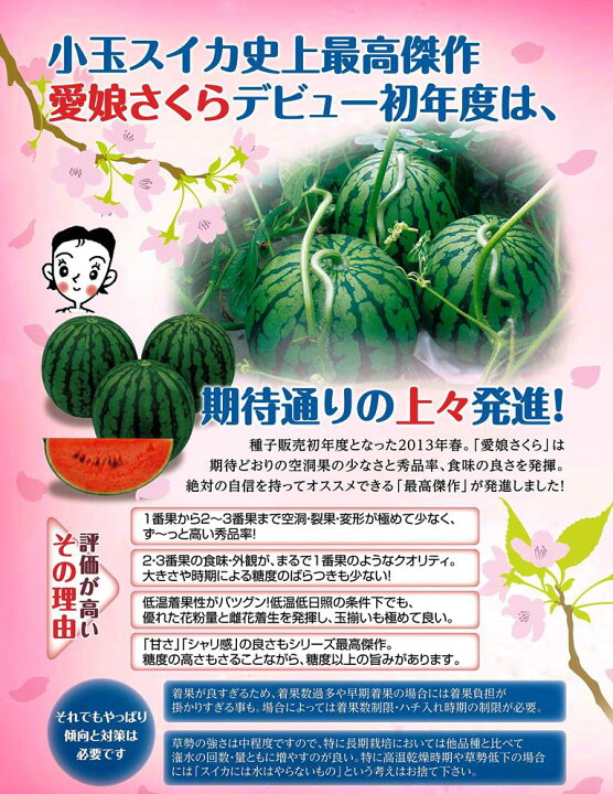 楽天市場 小玉スイカ 山形 小玉すいか 送料無料 愛娘 さくら 又は ひとりじめ 秀ｌ５玉入り 尾花沢すいか 小玉すいか 訳あり 糖度 フルーツ 苗 すいか 小玉 西瓜 熊本 尾花沢 スイカ 農産物 ポイント消化 100円 300円 500円 お中元 花ギフト 山形産果物野菜