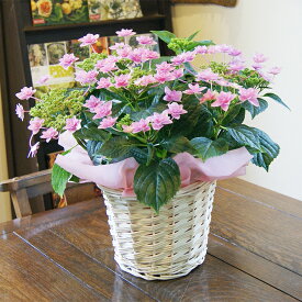 楽天市場 紫陽花 鉢植えの通販
