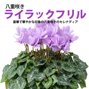 生花 5号 シクラメンの人気商品 通販 価格比較 価格 Com