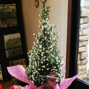 vw̓ GJ  XYGJ y  5 NX}X G Ai 60`65cm jU z a LO Ε NX}X ĕ R NX}XGJ |Cg