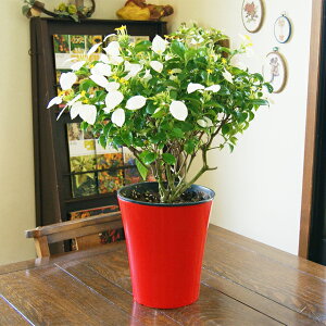 500円 花 観葉植物の人気商品 通販 価格比較 価格 Com