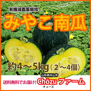 苗 カボチャの人気商品 通販 価格比較 価格 Com