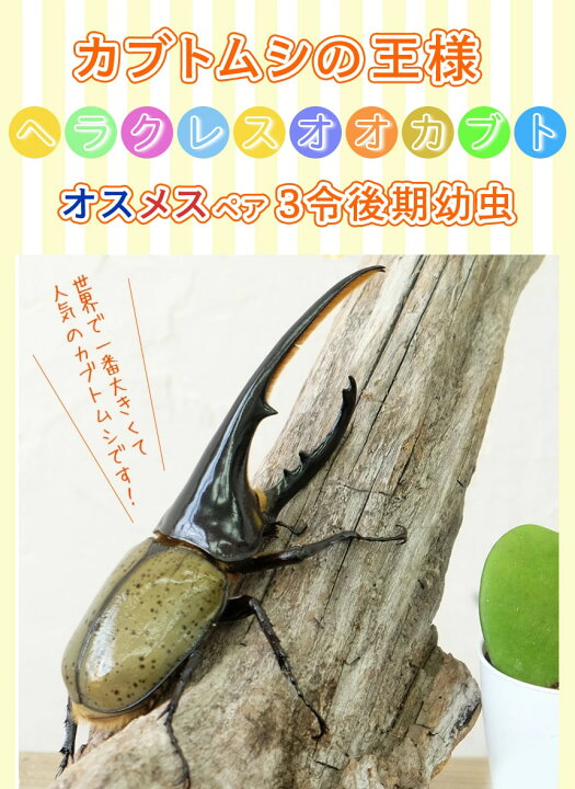ヘラクレスヘラクレス♂♀＋詰め合わせ【完売御礼】