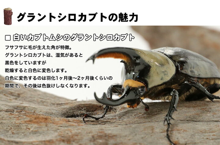 楽天市場】むしや本舗 グラントシロカブト幼虫（1～2令）3頭セット 