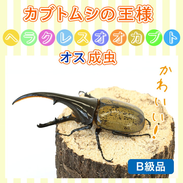 楽天市場】むしや本舗 B級品 ヘラクレスオオカブト 成虫 オス単品 