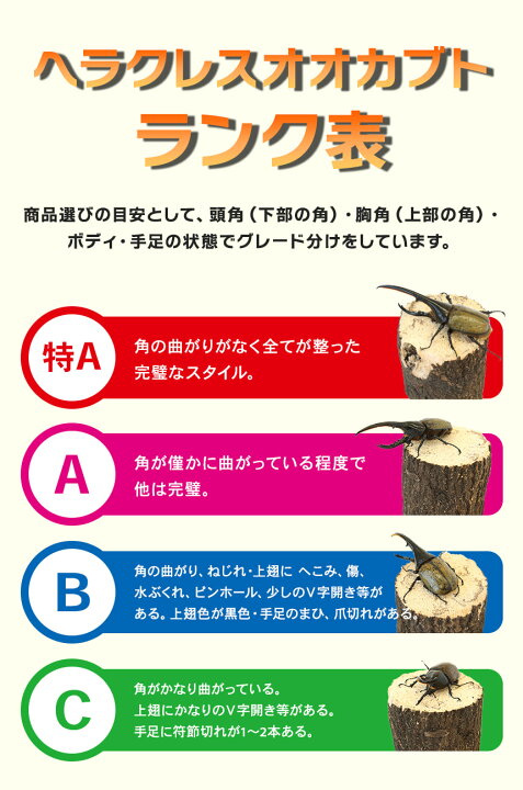 楽天市場】むしや本舗 B級品 ヘラクレスオオカブト 成虫 オス単品 