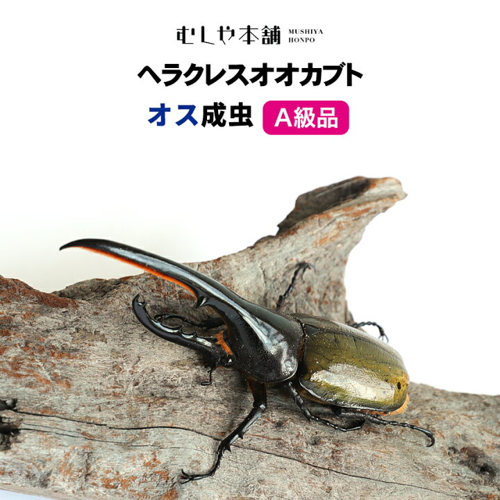 楽天市場】むしや本舗 A級品 ヘラクレスオオカブト 成虫 オス単品 