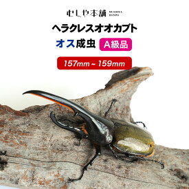 むしや本舗【超大型！ヘラクレスオオカブト 成虫 オス A級品 157〜159ミリ（ヘラクレスヘラクレス）】カブトムシ / 昆虫 / 生き物 / ヘラクレス / ペット / ヘラヘラ / プレゼントに