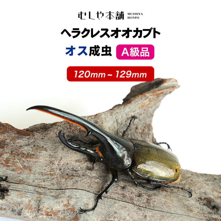 楽天市場】むしや本舗 A級品 ヘラクレスオオカブト 成虫 オス単品 