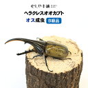 むしや本舗 B級品 ヘラクレスオオカブト 成虫 オス単品 ヘラクレスヘラクレス カブトムシ 昆虫 生き物 生体 外国産 ヘ…