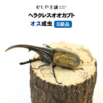 楽天市場】ヘラクレスオオカブト オスの通販