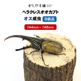 むしや本舗【ヘラクレスオオカブト成虫 オス B級品 144〜146ミリ（ヘラクレスヘラクレス）】カブトムシ / 昆虫 / 生き物 / ヘラクレス / ペット / ヘラヘラ / プレゼントに