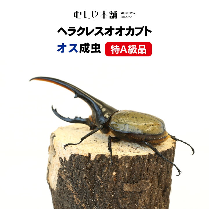 楽天市場】むしや本舗 特A級品 ヘラクレスオオカブト 成虫 オス単品 
