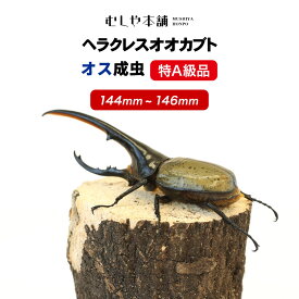 特A級品！【ヘラクレスオオカブト 成虫 オス 144～146ミリ（ヘラクレスヘラクレス）】カブトムシ / 昆虫 / 生き物 / ヘラクレス / ペット / ヘラヘラ / プレゼントに