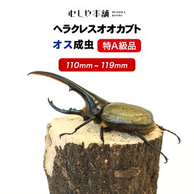 特A級品！【ヘラクレスオオカブト 成虫 オス 110～119ミリ（ヘラクレスヘラクレス）】カブトムシ / 昆虫 / 生き物 / ヘラクレス / ペット / ヘラヘラ / プレゼントに