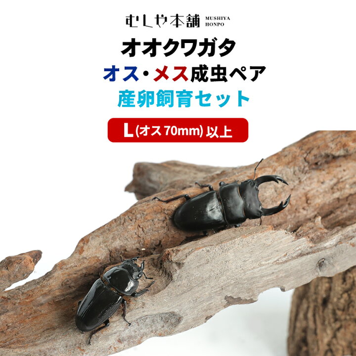 楽天市場 送料無料 国産オオクワガタ Lサイズ 成虫 大型ペア 産卵飼育セット オオクワ クワガタ 生体 プレゼントに オス70mm以上 むしや本舗
