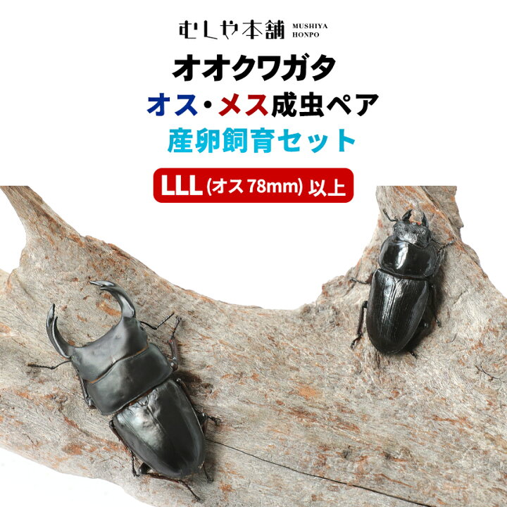 楽天市場】むしや本舗 ペアリング用! 国産 オオクワガタ 成熟成虫 